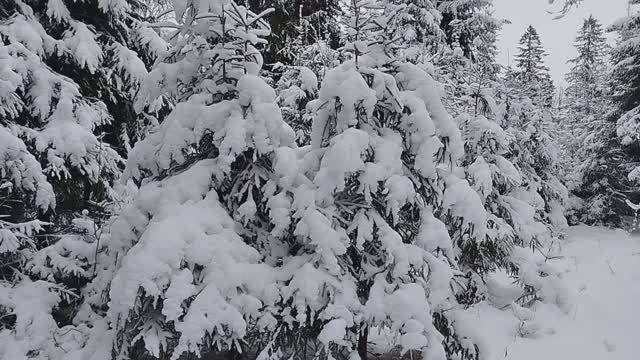 Сказочный зимний лес. смотреть онлайн