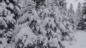 Сказочный  зимний лес.