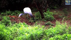 Исследуйте  диких животных, красочных птиц, крошечных насекомых и завораживающую подводную жизнь