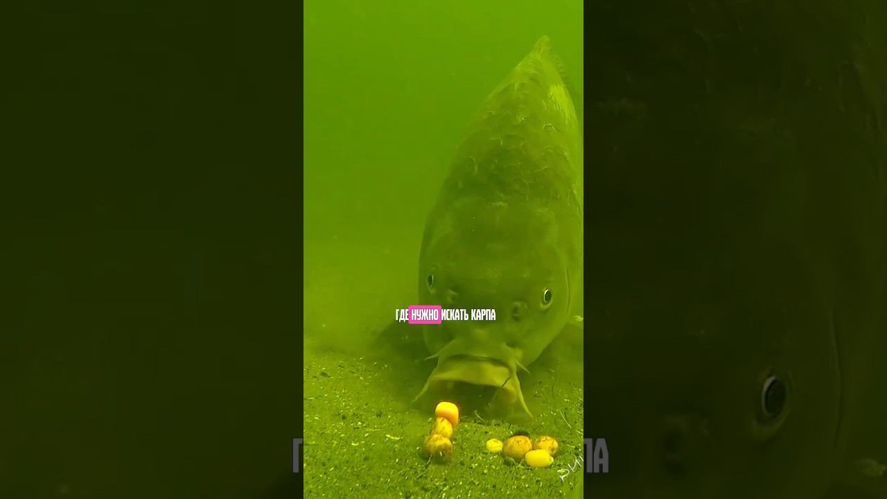 4я ОШИБКА в ловле карпа! #карпфишинг смотреть онлайн