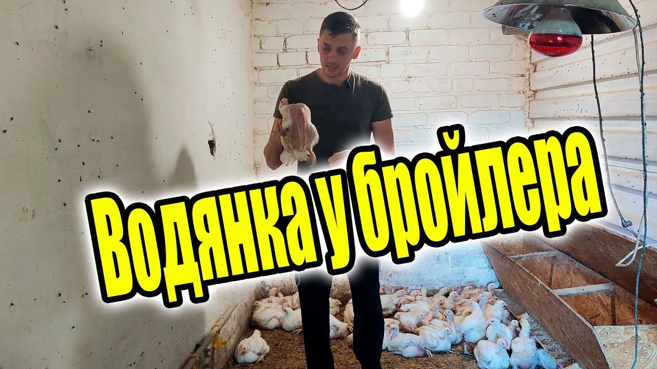 Водянка у бройлеров! Главные причины и их решение. смотреть онлайн