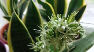 Сансевиерия Лауренти цветущая уход