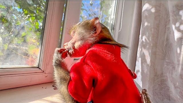 Люся ПОТЕРЯЛА МЕНЯ и увидев в парке рванула со всех лап! смотреть онлайн