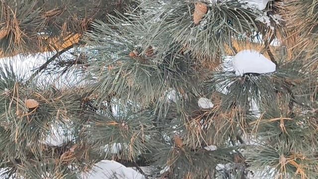 Катаемся у ФлагШтока смело смотреть онлайн