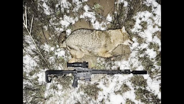 Три вечера охоты на шакала в Волгоградских степях, погода так себе… смотреть онлайн