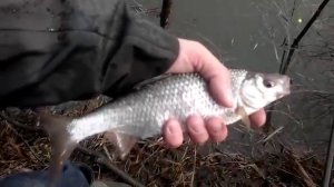 ВЕСЕННИЙ ПОПЛАВОК (05/2013)