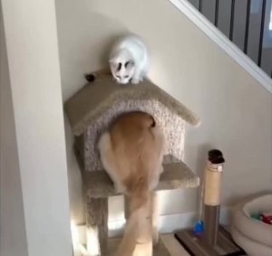 #Милые #животные #видео