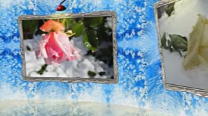 Картины Розы на Снегу в Ледяной Галерее 1 от Киностудии Мудрого Кота Тимофея!