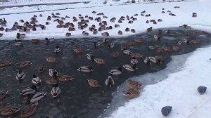 В Центральном парке Воронежа зимуют несколько сотен уток