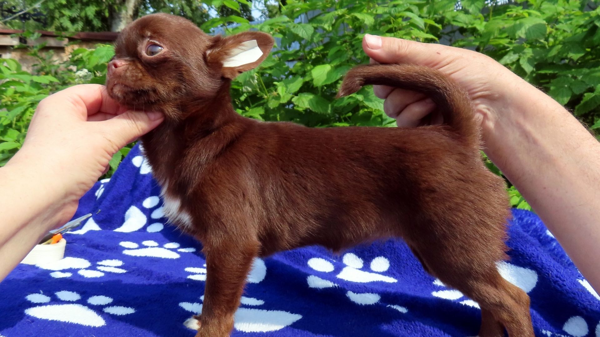 Самочувствие Чиосан после #операция_кастрация 27/01/26 #купить_щенка_чихуахуа_продаю +79215950848 смотреть онлайн