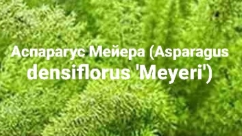 Аспарагус Мейера (Asparagus densiflorus 'Meyeri') смотреть онлайн