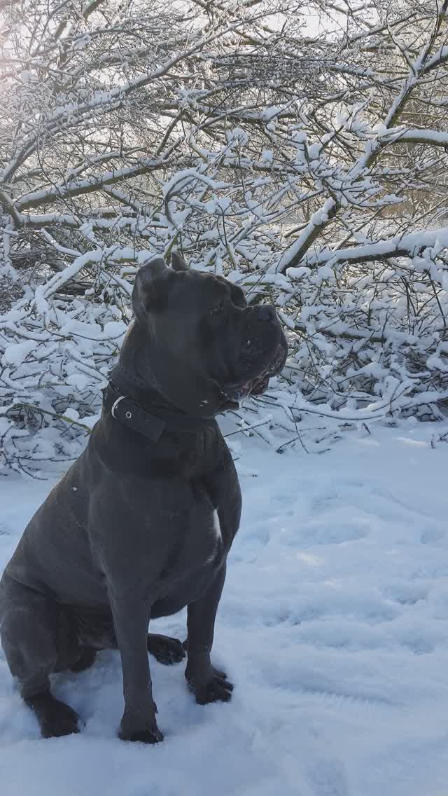 Киев и зима! 17.01. 2026 г. смотреть онлайн