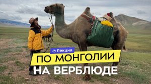 Как я купила верблюда в Монголии и отправилась на нём в путешествие