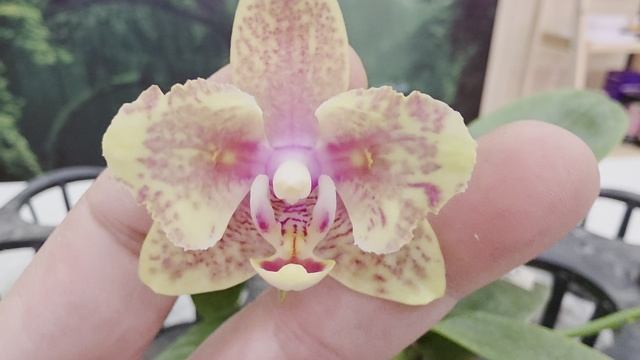 243 смотреть онлайн