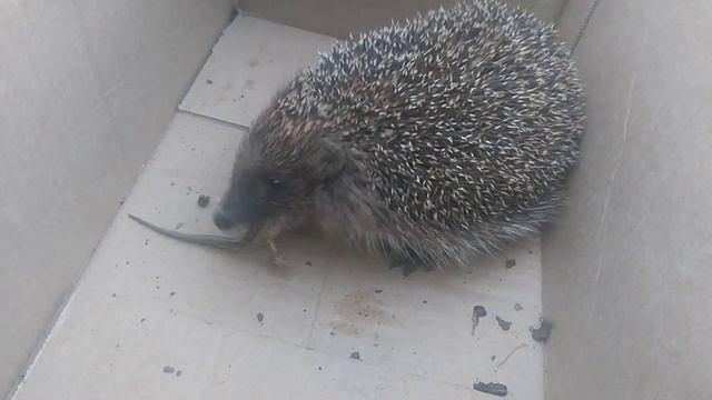 Ёж поедает ящерку и сколопендру смотреть онлайн