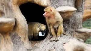 Как носухи у Люси ВКУСНЯШКУ УКРАЛИ! Что-то ОЧЕНЬ ВКУСНОЕ! Степа как бедный родственник! Неизданное.