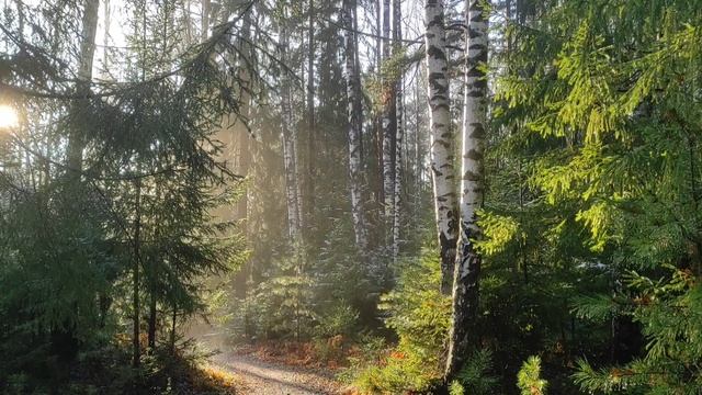 Лесная музыка