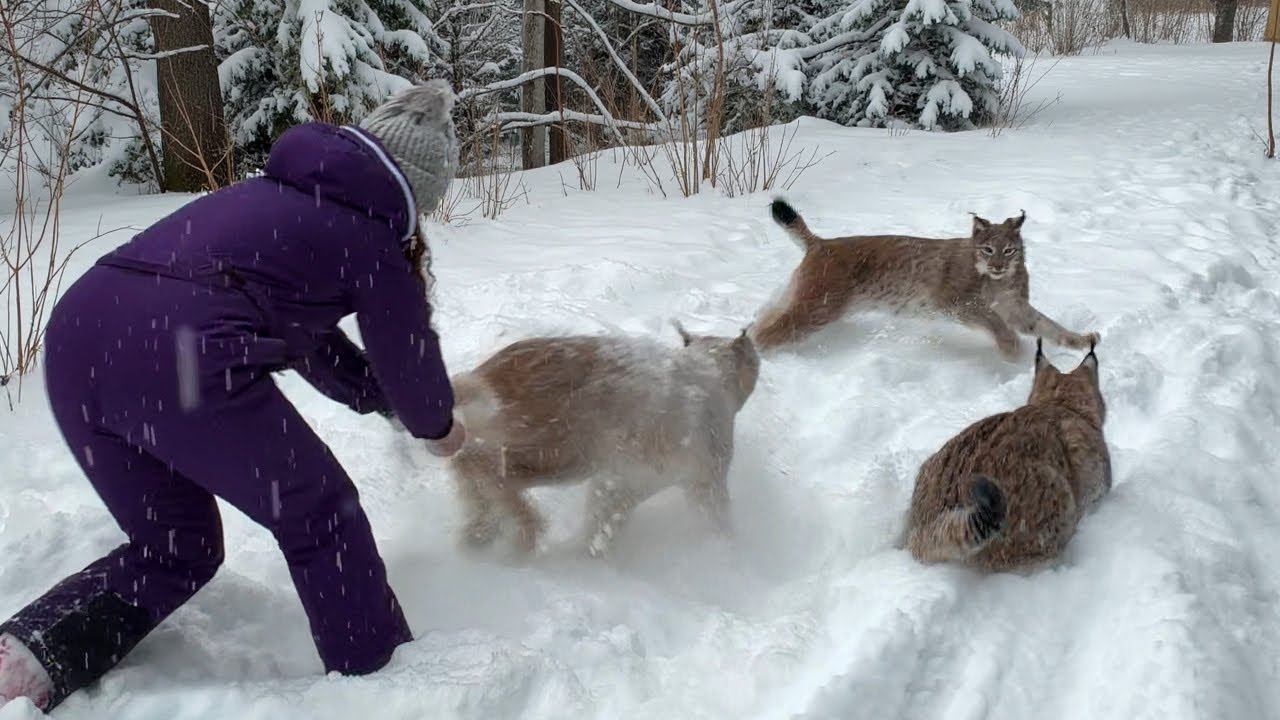 РЫСИ ИГРАЮТ В СНЕГУ / Кошка победила генетику смотреть онлайн
