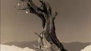 Обламал не мало веток.