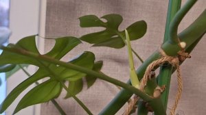 Цветы на моём подоконнике, в кухне