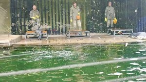 Московский зоопарк показательное кормление тюлени ( архив 01.07.2025)