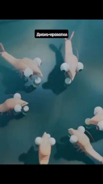 Диско-креветки смотреть онлайн