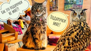 Кошка Морошка дождалась посылочек для себя! Сове Ёлке новую подушеньку прислали!
