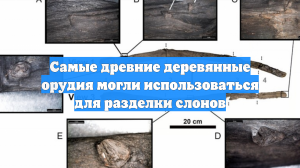 Прошло 430 000 лет, а деревянные инструменты в Греции отлично сохранились