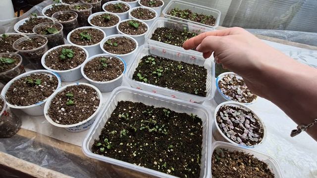 АМПЕЛЬНАЯ ВИОЛА.ОБЗОР ВСХОДОВ2026 смотреть онлайн