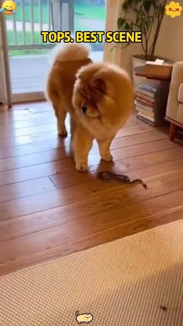 Топ 10 Юмор с животными. смотреть онлайн