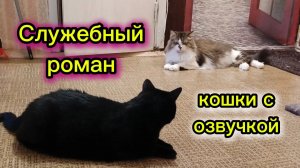 Смешная озвучка кошек.