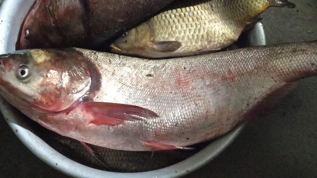 Лучшая рыбалка на паук смотреть онлайн