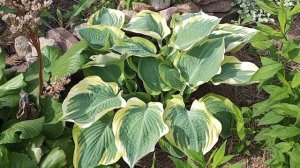 Хоста Американ Хало в коллекции сада