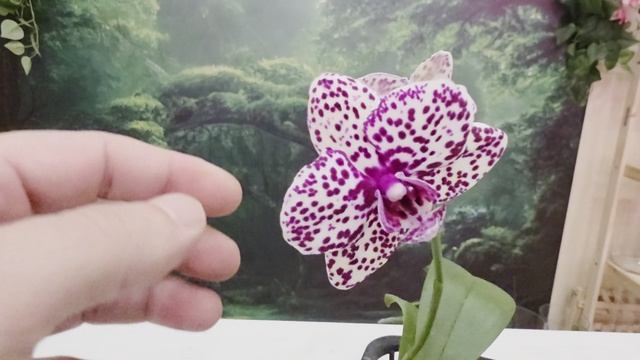 033 смотреть онлайн