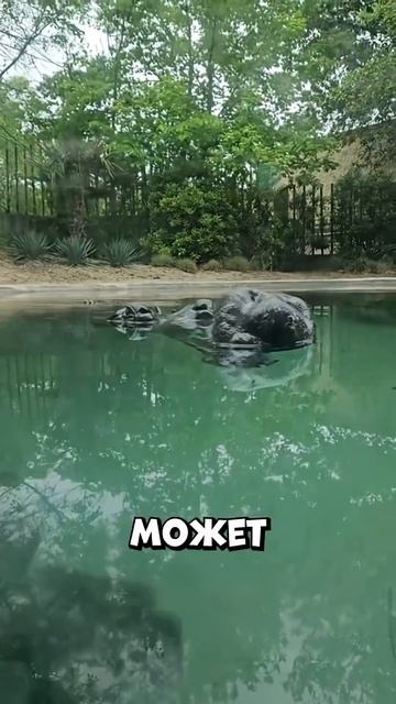 Подошёл к воде — и понял, что это не камни #shorts