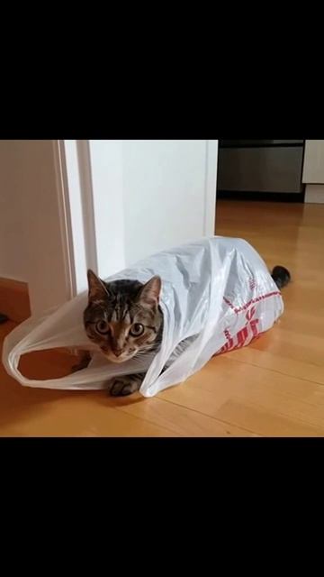 Кот и пакет домашние животные коты милота котики видеоприкол