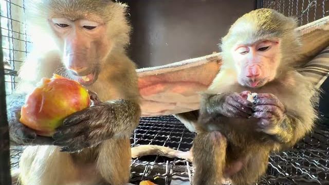 У Анфисы рядом с Маней появился аппетит и она стала прекрасно себя вести❤️ смотреть онлайн