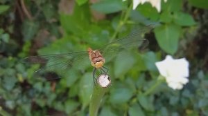 Стрекоза на юге. Анапа