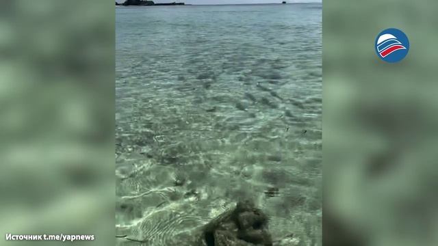 Туристка в шоке: косяк рыб атаковал девушку на Мальдивах смотреть онлайн