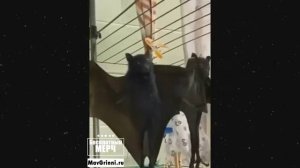 ЭТО БЕЗУМИЕ! Угарная подборка приколов НЕ ПЕЙТЕ ВОДУ ПЕРЕД ПРОСМОТРОМ!Ржака!Лол!Топ Смех Видео №8841