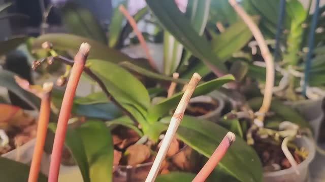 #161 ОрхоVLOG следующая полочка с орхидеями. Результаты после лечения и полива с вкусняшками смотреть онлайн