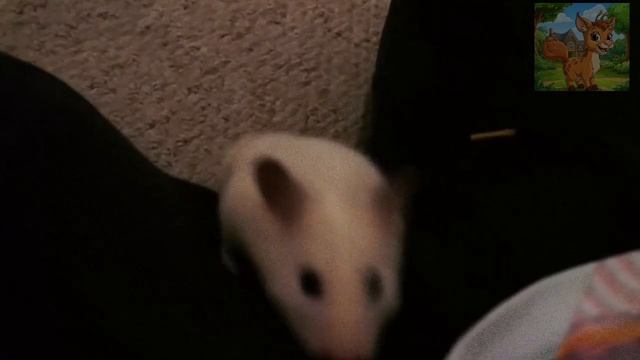 Маленький хомяк находит грецкие орехи на Луне! Маленький хомяк ищет космический корабль, чтобы отпра смотреть онлайн