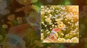 wavdealer - Romashka (Официальная премьера трека)