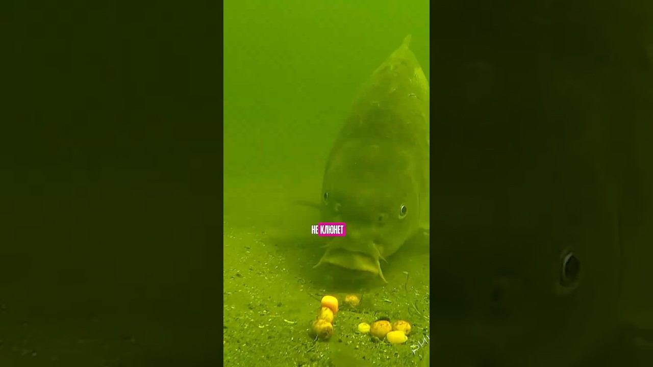 Как поймать БОЛЬШЕ карпа и сазана? #карпфишинг смотреть онлайн