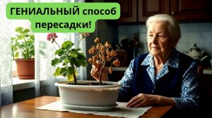 ОЖИВИЛ ГЕРАНЬ ГЕНИАЛЬНЫЙ способ пересадки Теперь ГЕРАНЬ зацветет как никогда