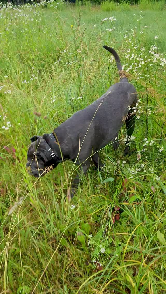 Зевс на выгуле. 28.06.2025 смотреть онлайн