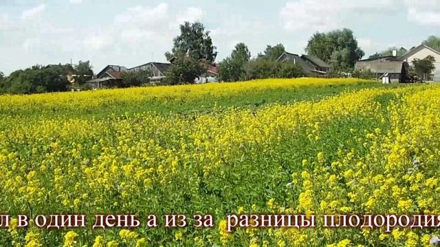 Разница роста медоносов на разных плодородиях почвы смотреть онлайн