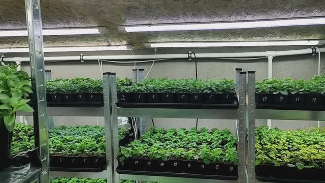 Как выращиваю цветочную рассаду в домашних условиях. Обзор стеллажей в конце января. смотреть онлайн