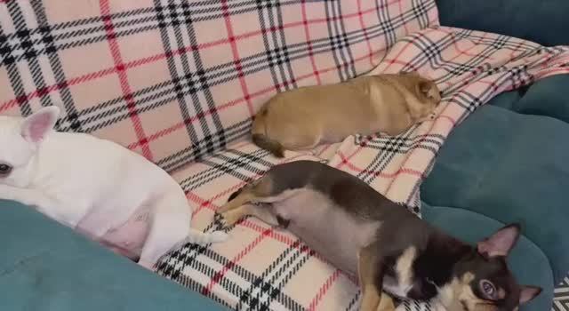 Всем самого доброго вечера и прекрасных снов. смотреть онлайн