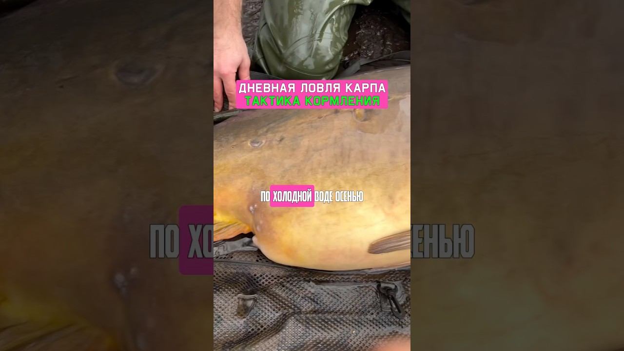 Как поймать много карпа ОСЕНЬЮ? смотреть онлайн